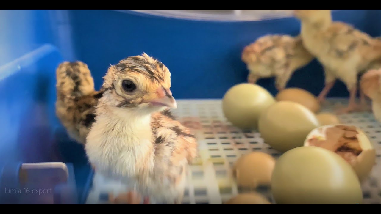 Incubator LUMIA 16 EXPERT BOROTTO - tutorial - incubation and hatching pheasant eggs