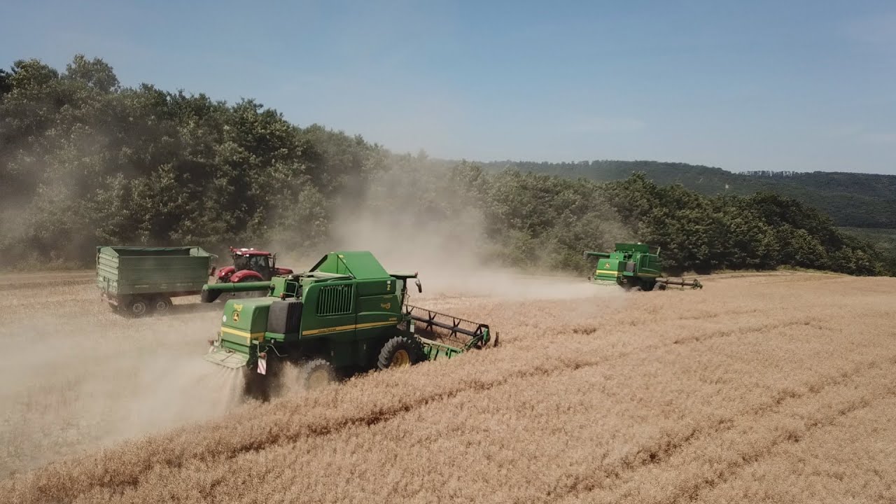 Repce arat&aacute;s/Rape harvest 2019