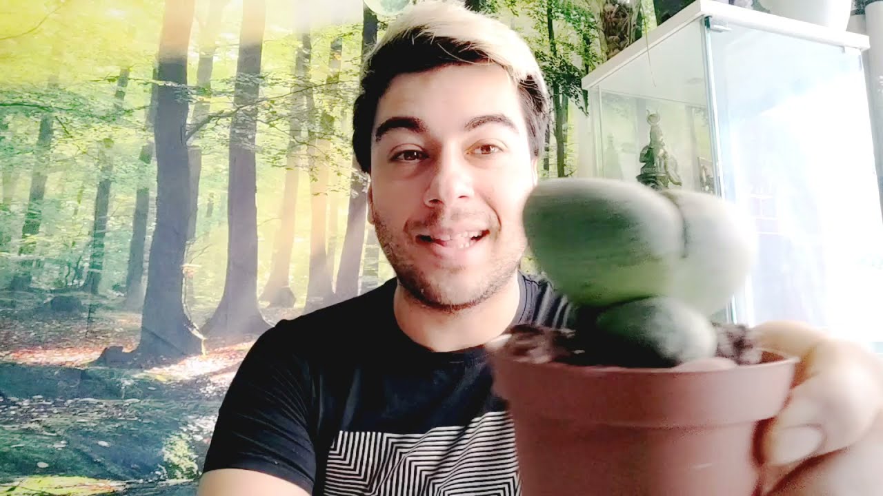 Mi primer Pleiospilos nelii #suculentas #jardin #cuidados