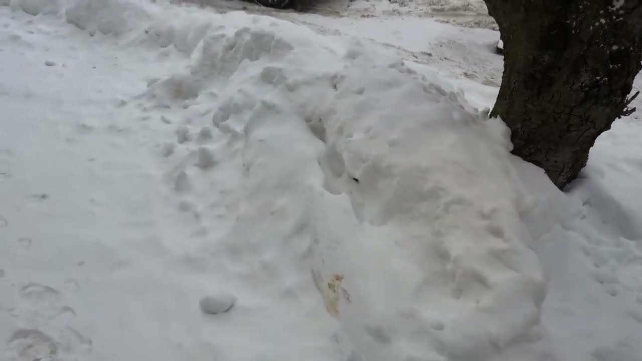 WTF is this thing I found in the hill of ice that the snowplow left?