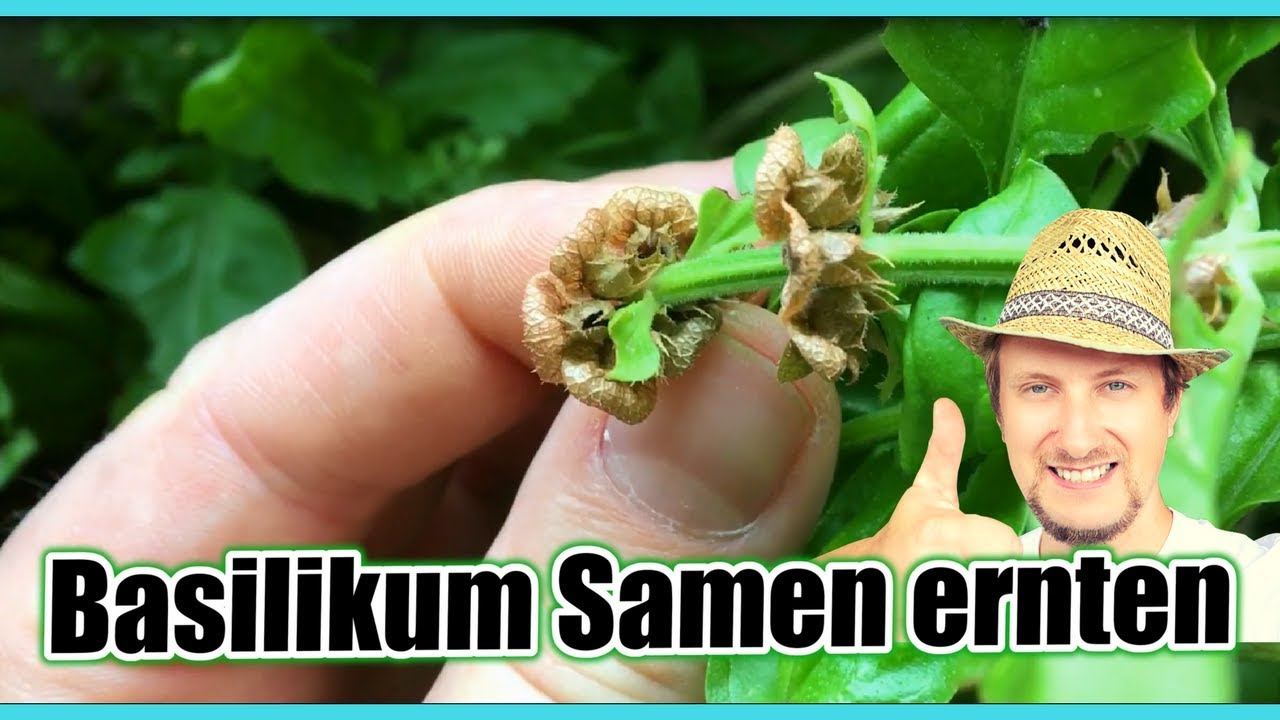 Basilikum Samen ernten ☀ So einfach geht's mit der Vermehrung