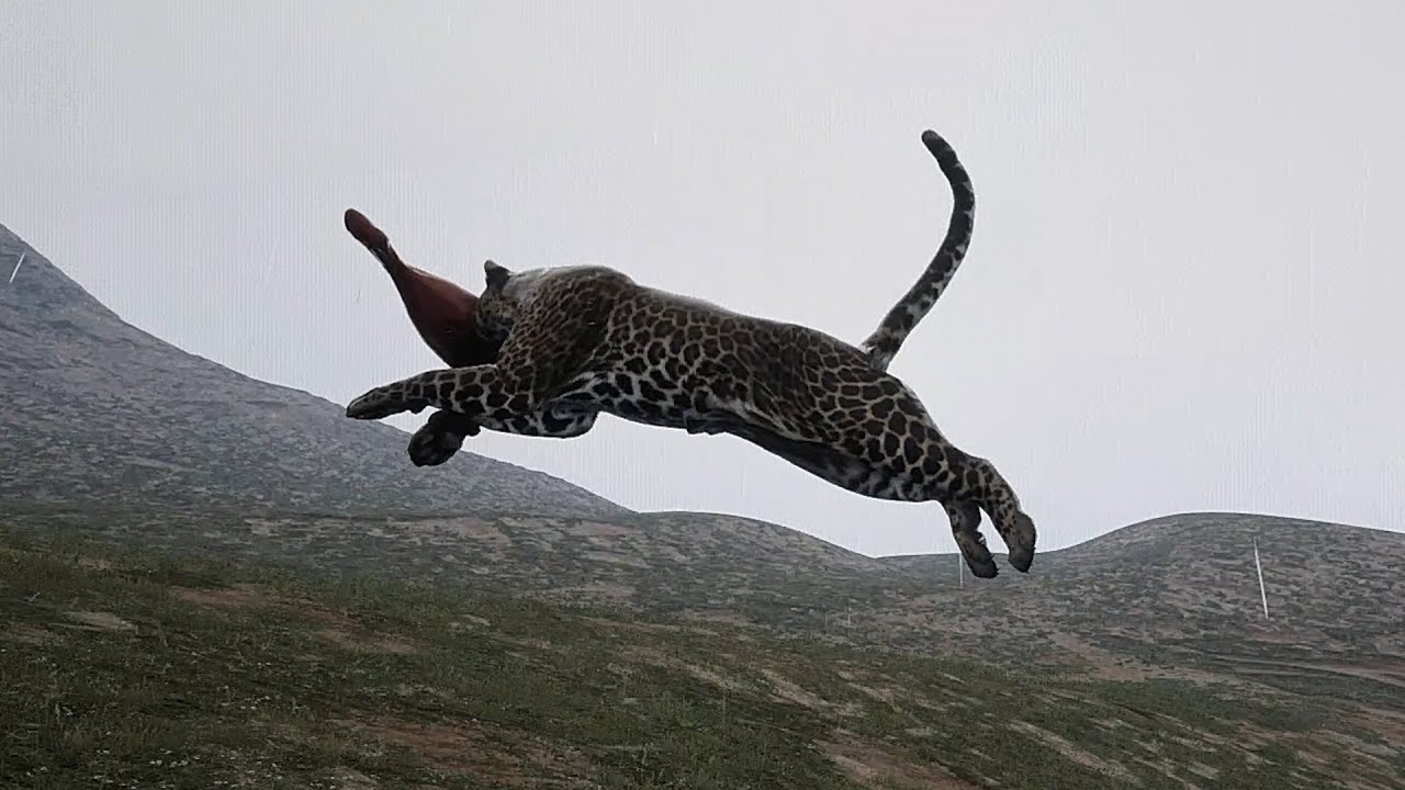 Animalia Survival - Leopard
