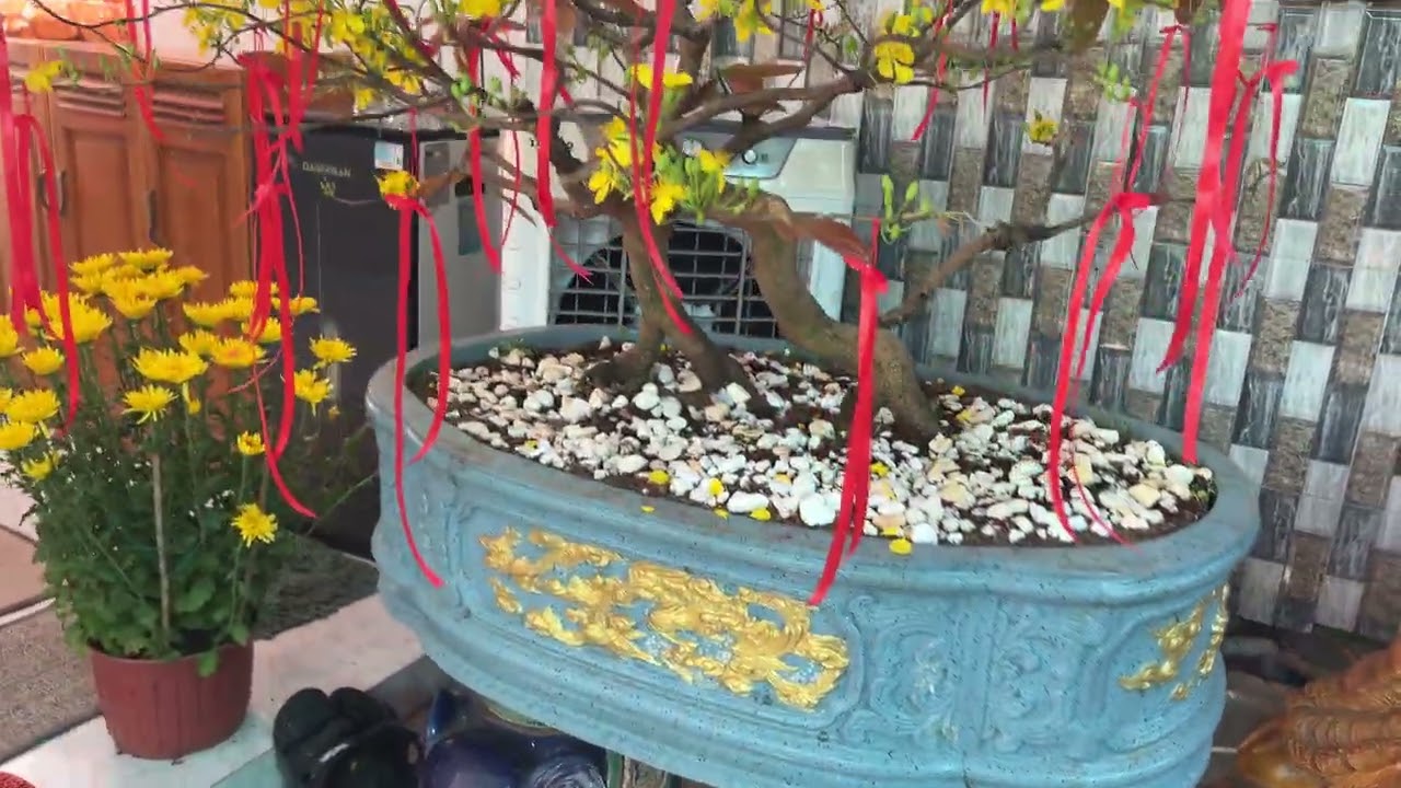 Xuân đã đến Tết đã về trên quê hương tôi 