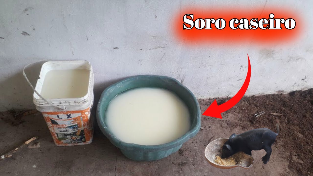 SORO CASEIRO PARA ENGORDAR O PORCO 2023