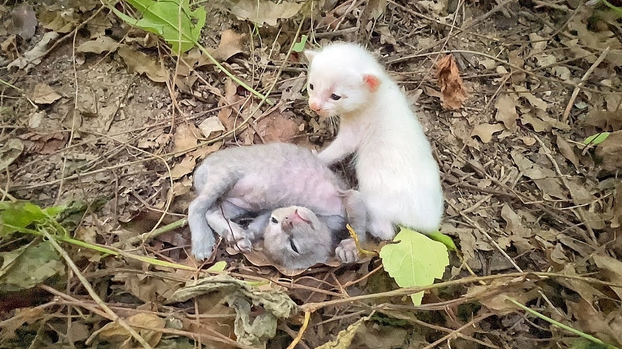 Su hermano no da se&ntilde;ales de vida! pobres gatitos perdidos y abandonados, Rescate milagroso...