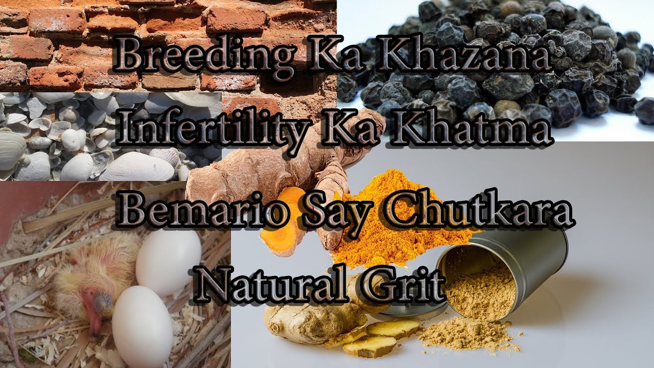 How To Make Grit || Birds Home Made Grit || Breeding Diet || Rich Mineral Supplement In Urdu / Hindi