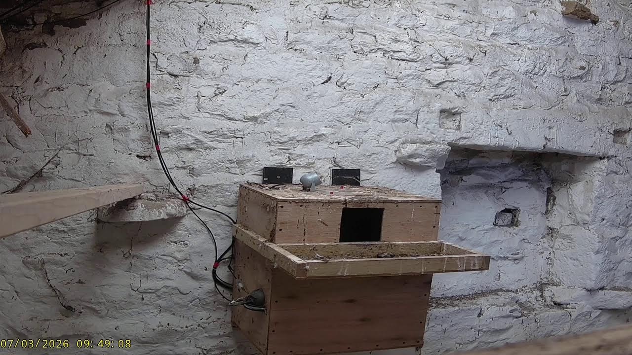 Wharfedale Barn Owls: 2 Outside🌙06/03/26