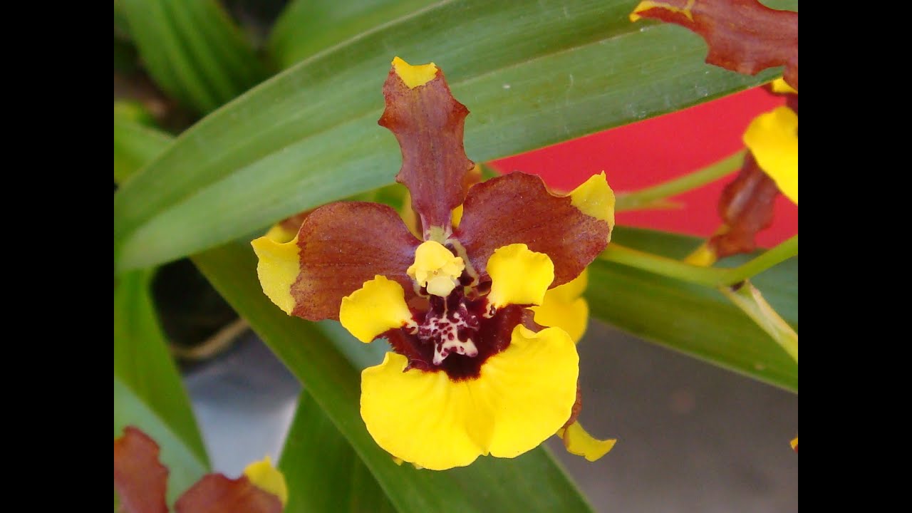 Oncidium croesus, un allegra e solare orchidea del Brasile