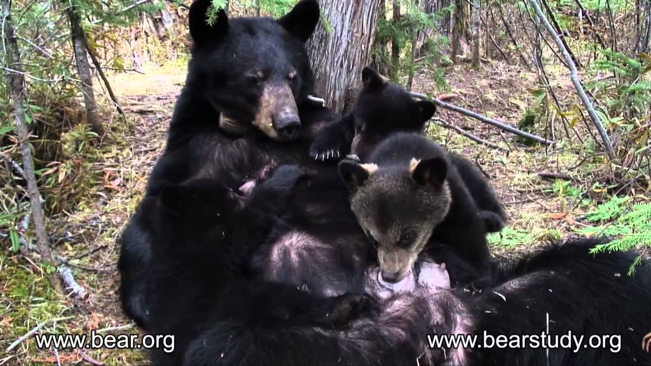 ARCHIVES - May 6, 2007 - June the Black Bear - Hungry Cubs!
