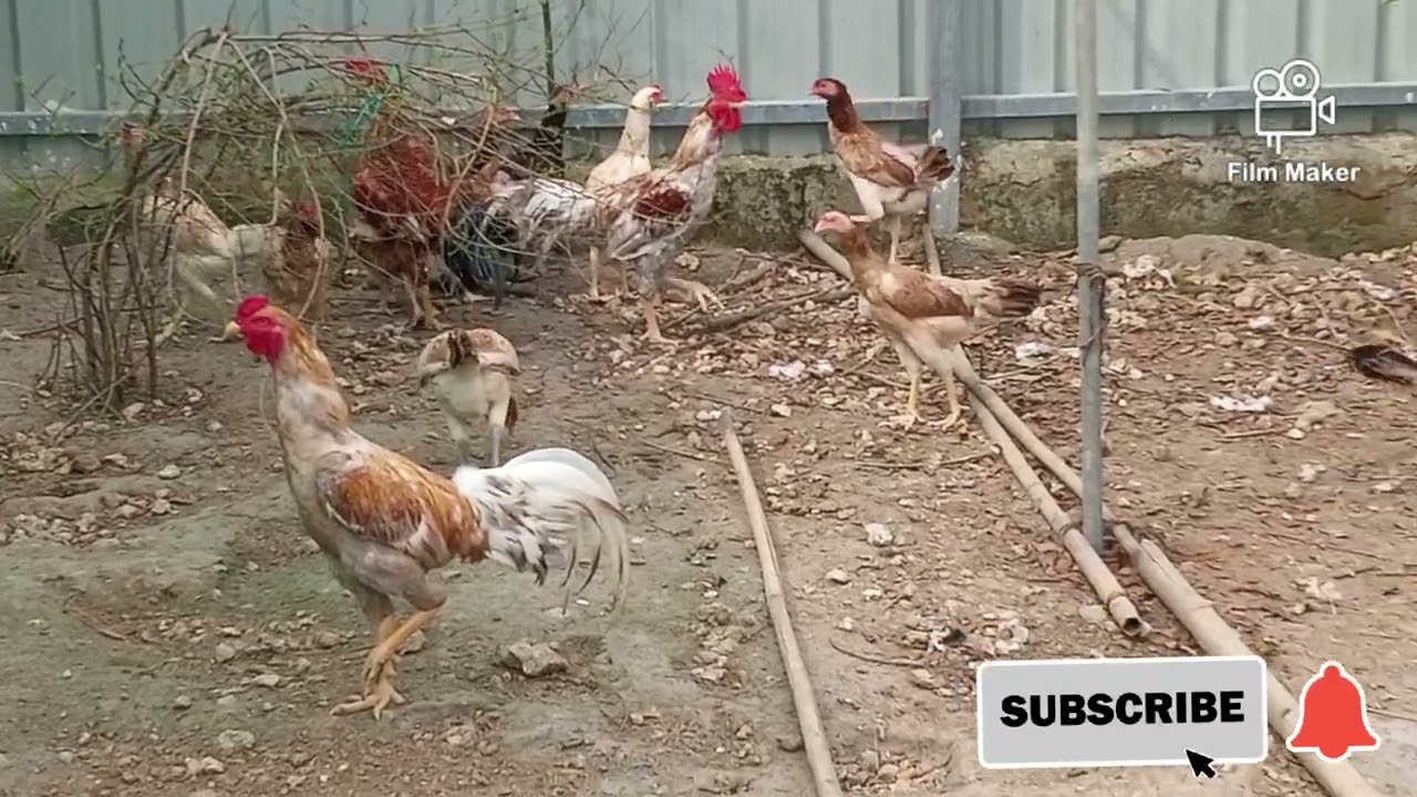 Aseel peruvidai chicken breed @animalhealth531