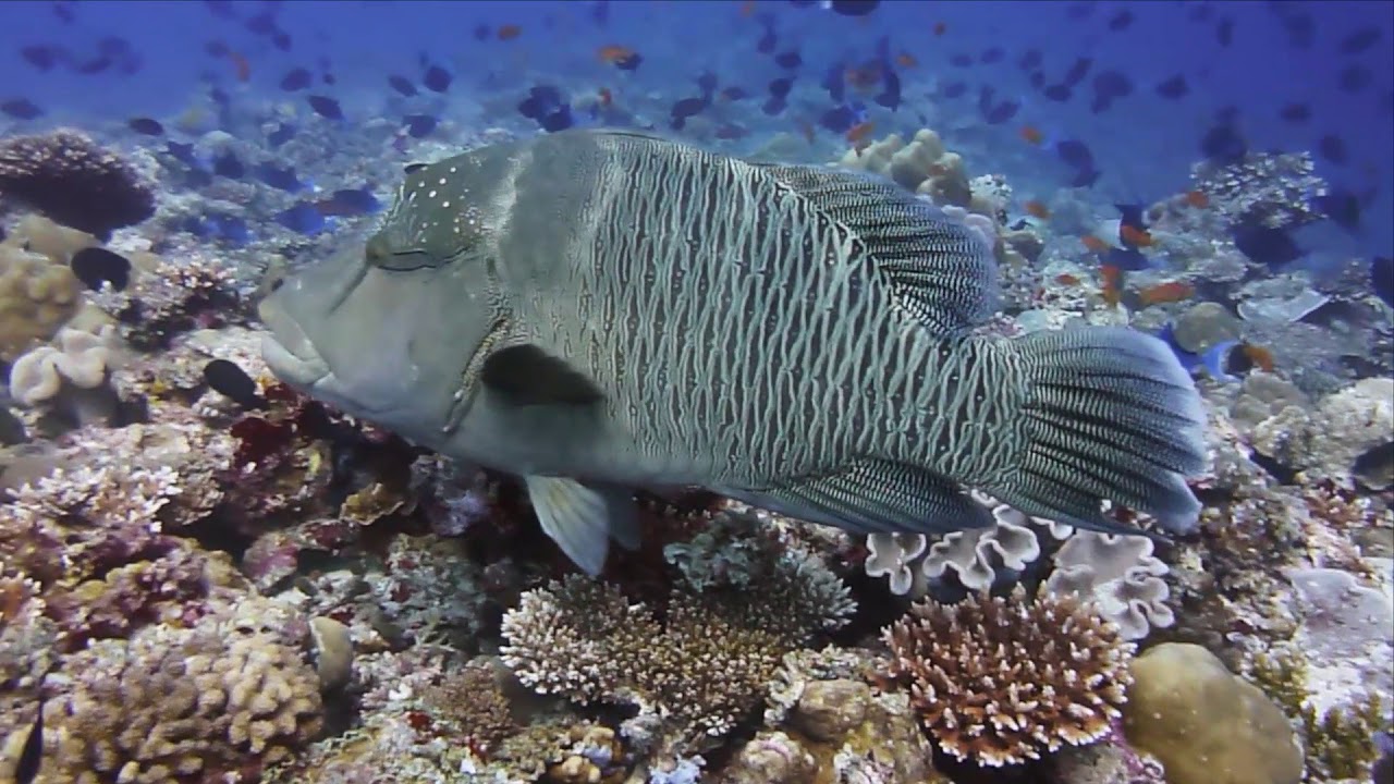 Divers Baros Maldives