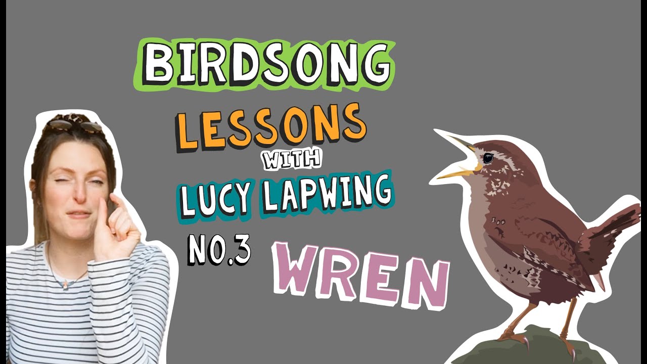 How to Identify Wren Song - Episode 3 of Birdsong Lessons with Lucy Lapwing!