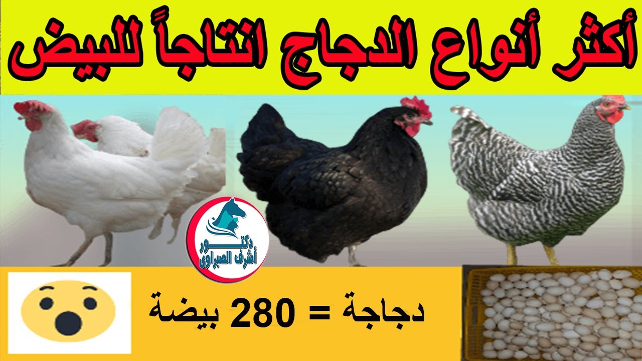 تعرف على أكثر أنواع الدجاج انتاجاً للبيض للتربية وعمل مشروع انتاج بيض وتحقيق أرباح عالية