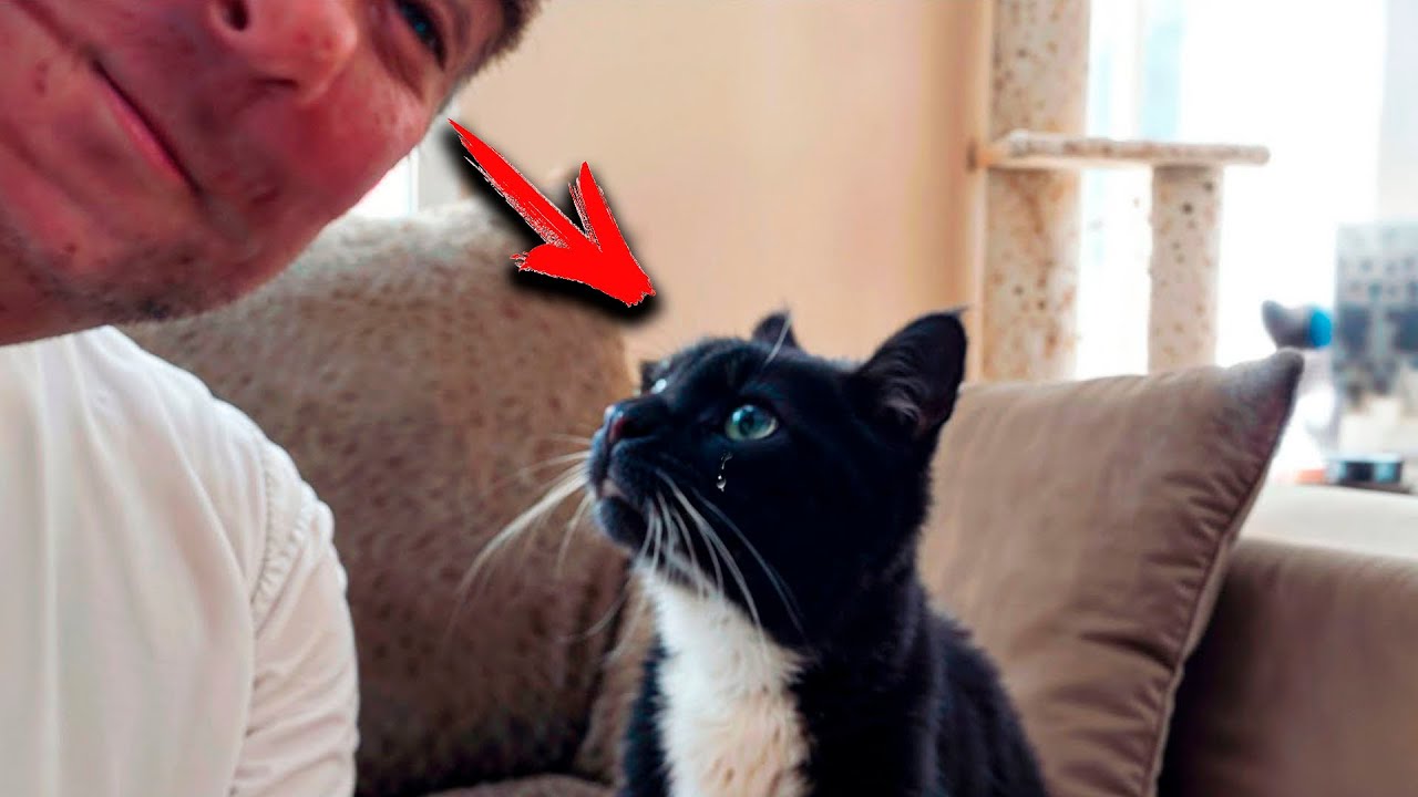 Lonely Old Cat Could Not Believe That It Would Find A Person Who Would Accept It&hellip;