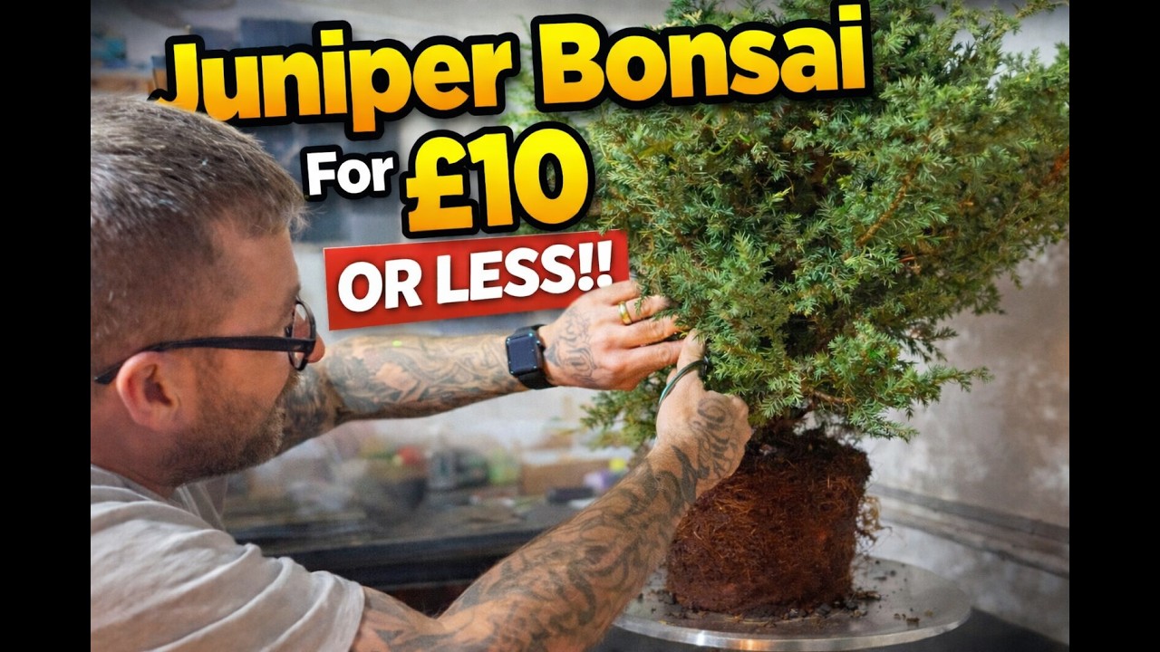 How to Style a Juniper Bonsai from Scratch: Garden Center Edition For £10 Our Less!!