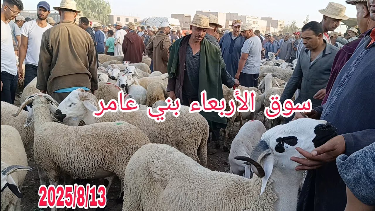 مباشره من سوق الأربعاء بني عامر باقليم قلعة بتاريخ 2025/8/13 مع أتمنة خروف وخروفة 🐏🐑🇲🇦