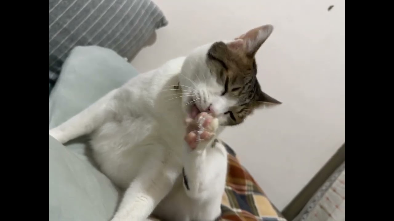 歐姆理毛