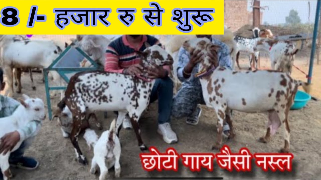 8 /- हजार रु से शुरू बकरियां बिकाऊ यहाँ 