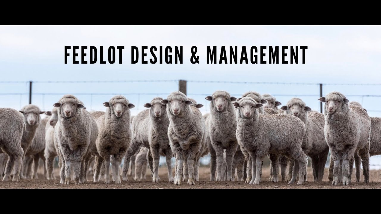 Practical feedlot seminar: Feedlot design and management