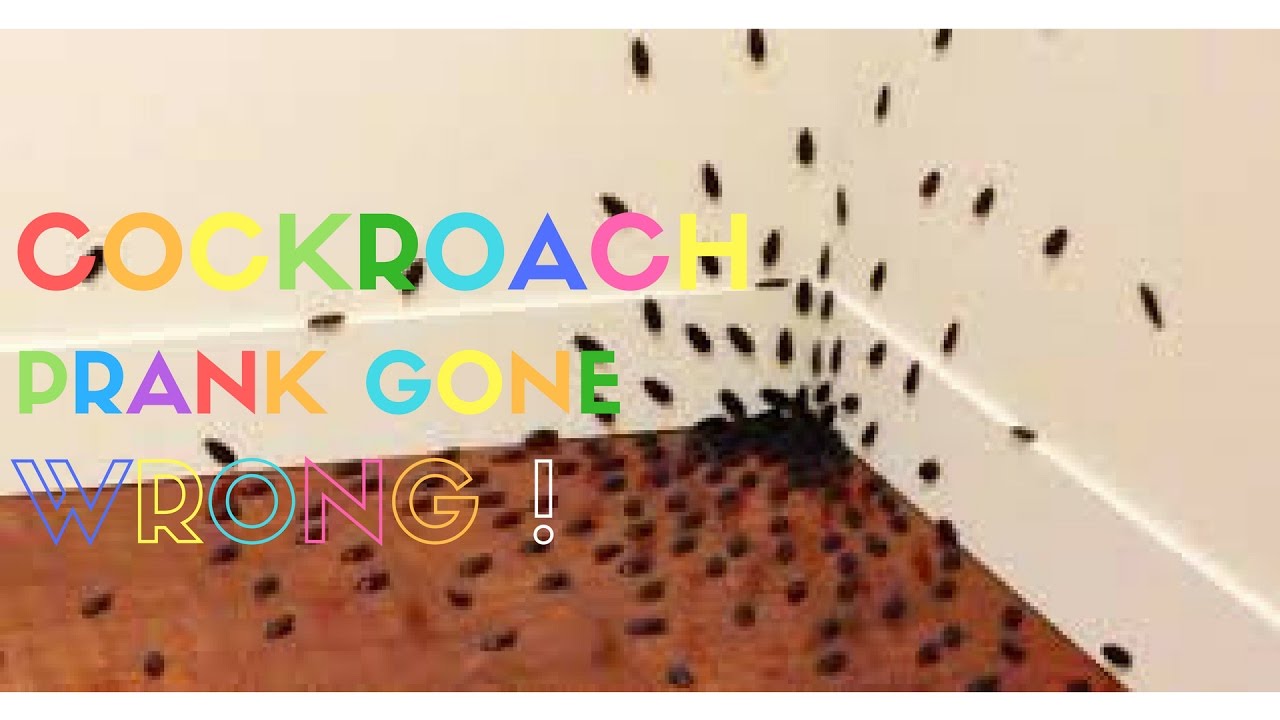 COCKROACH PRANK ON GIRLFRIEND 😳😱**MUST SEE**