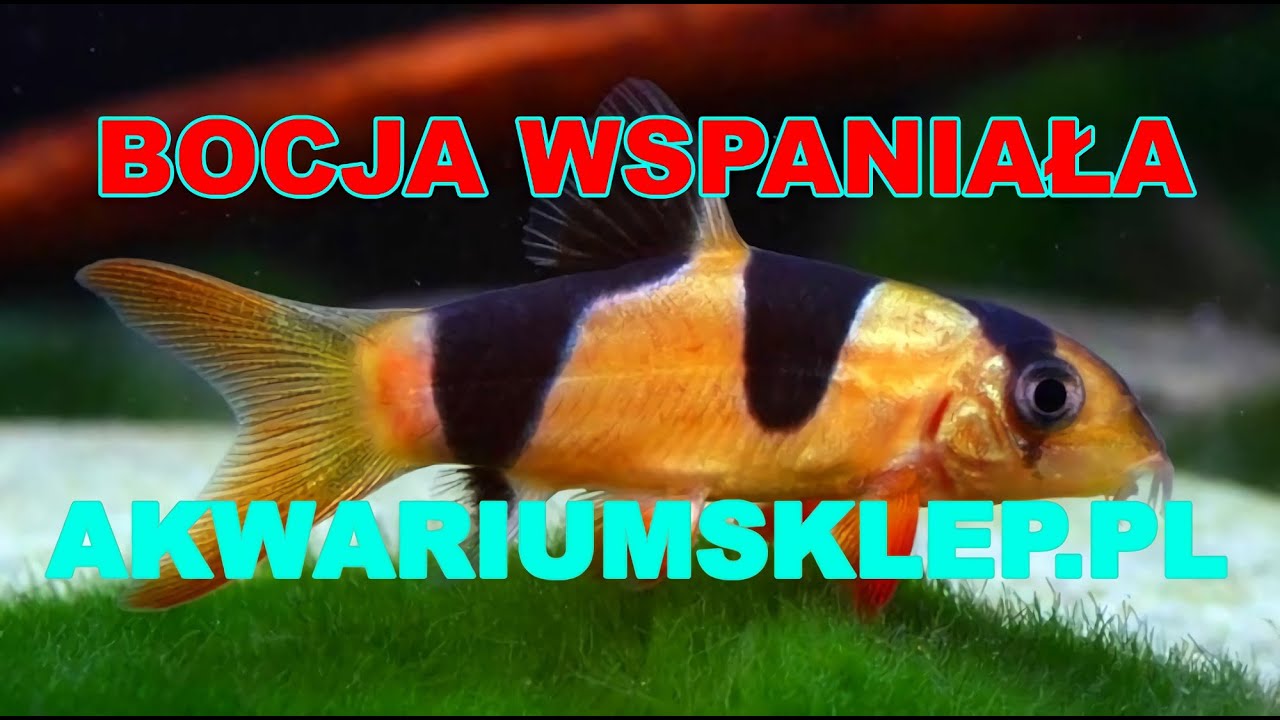 Bocja wspaniała Chromobotia macracanthus Przegląd