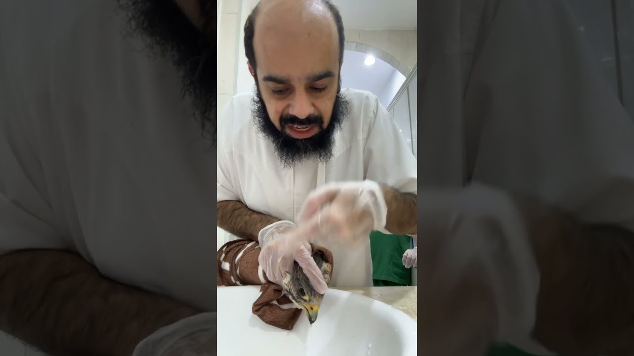 تنظيف منخر طير صقر من الأوساخ