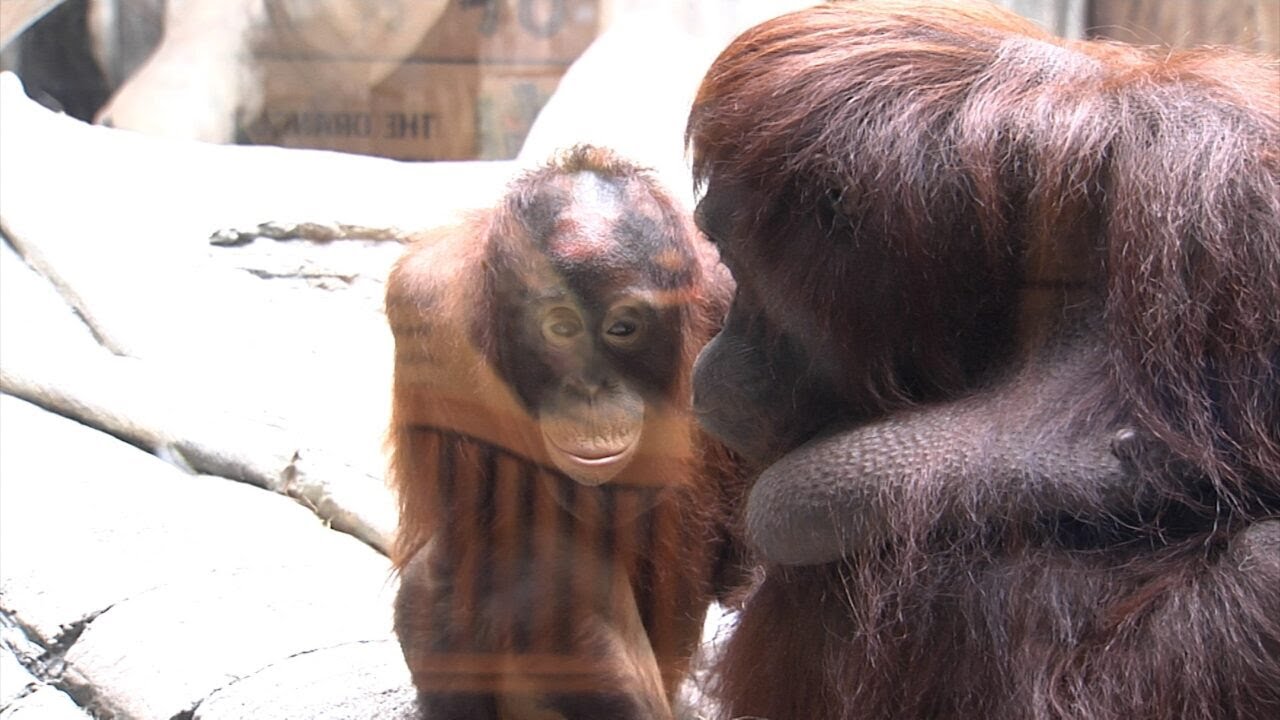 Erie Zoo Reopens for 2023 Season