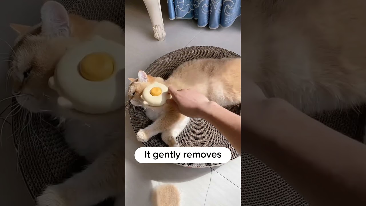 Start brushing your cat today!