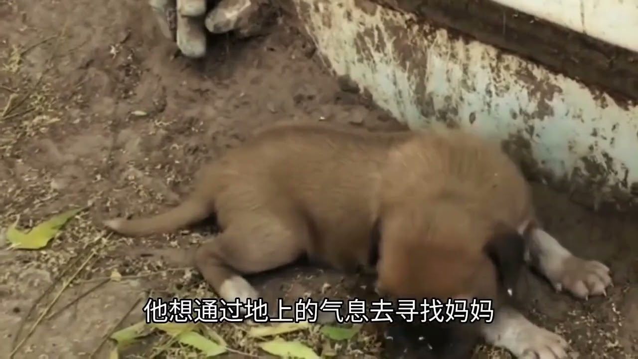 小奶狗哭得凄凉在寻找妈妈，会有人帮助它吗？#救助流浪狗#流浪狗救助#狗狗#关爱流浪狗#流浪狗
