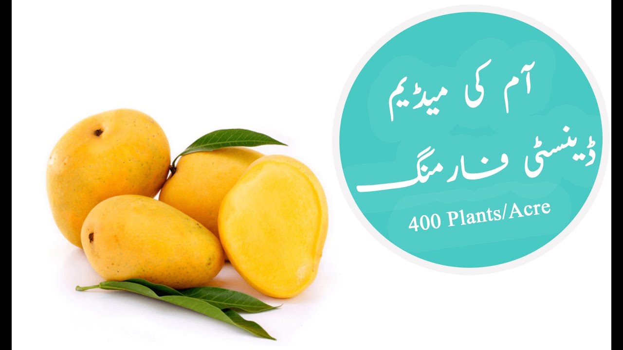 Mango Medium density || 400 Plants per Acre || 5 Lakh sy zyada Munafa