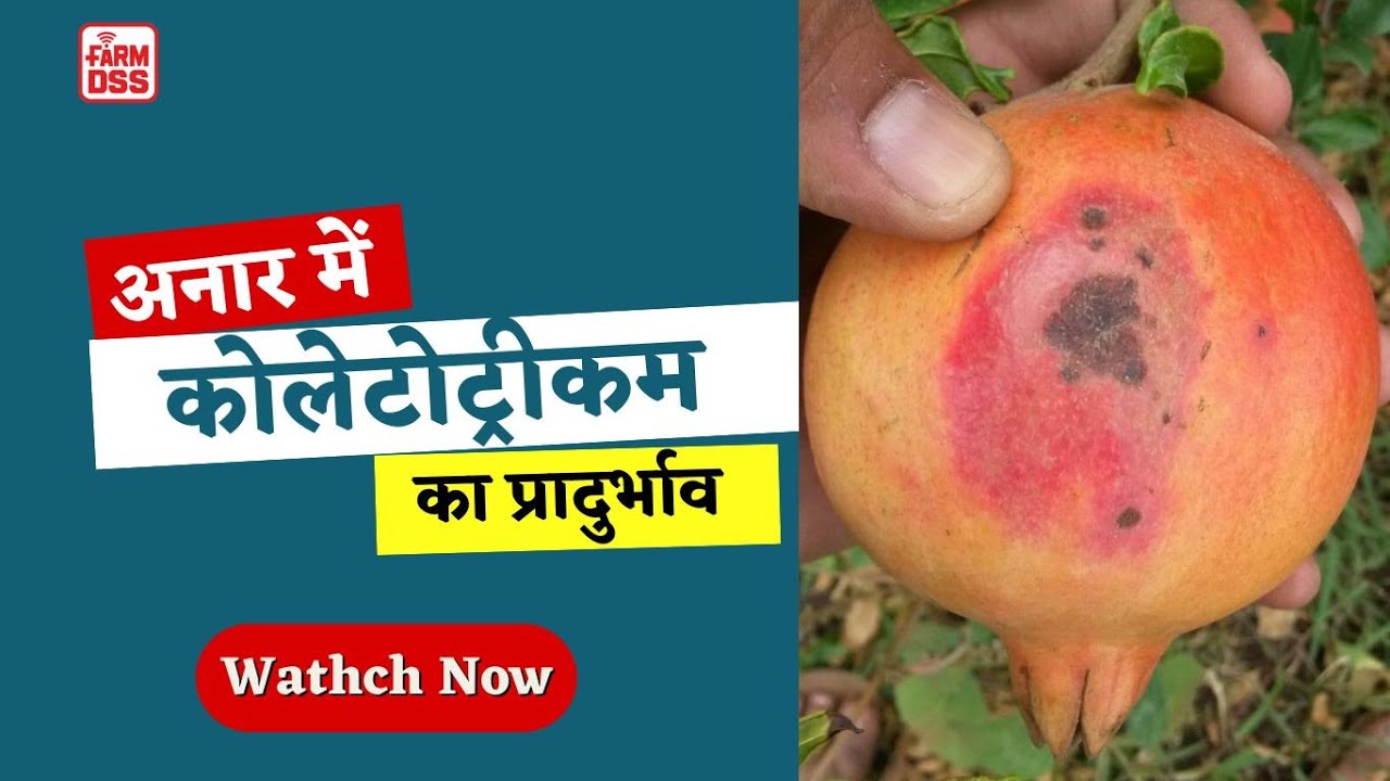 अनार में कोलेटोट्रीकम का प्रादुर्भाव@BTGore