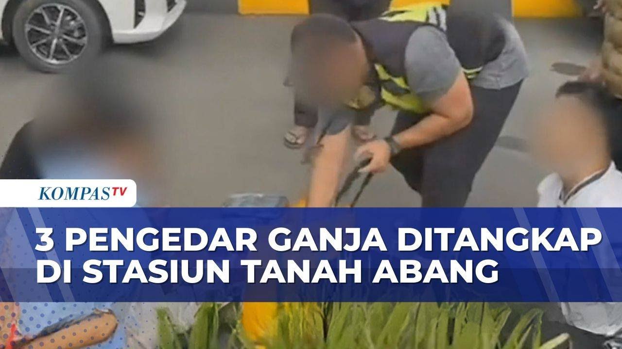 3 Pengedar Narkoba Ditangkap di Stasiun Tanah Abang, Polisi Sita 15,5 Kilogram Ganja |BERUT