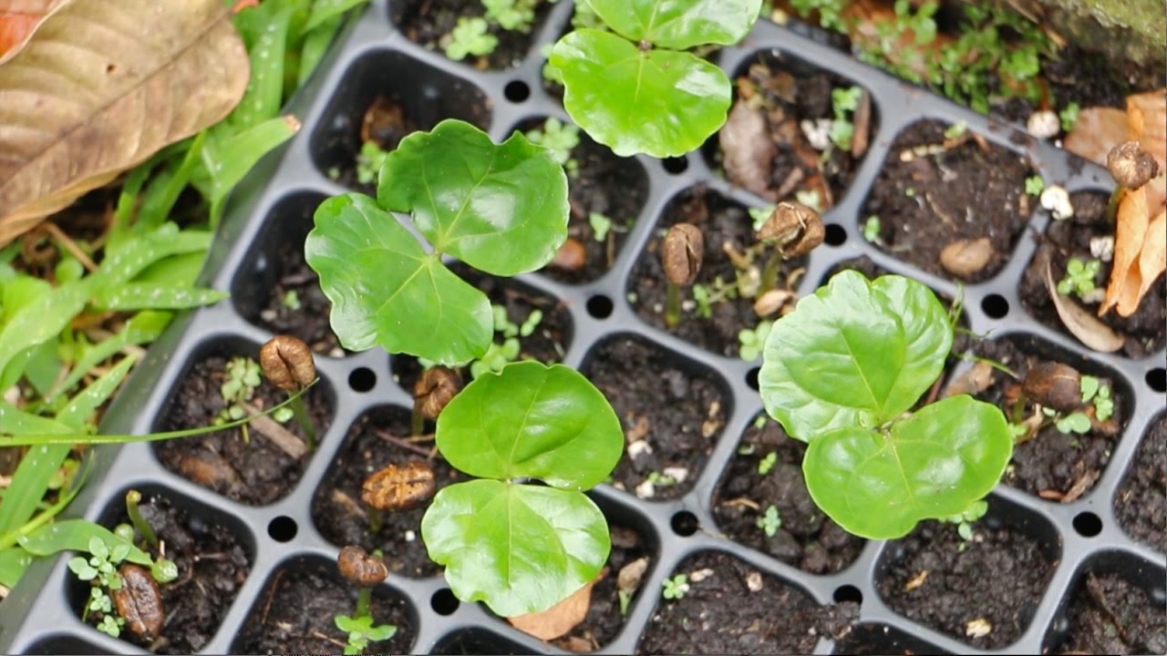 How To Germinate Coffee Beans