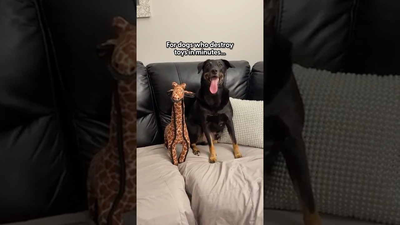 Лучшая игрушка для собак, которые уничтожают игрушки за считанные минуты | The Pack