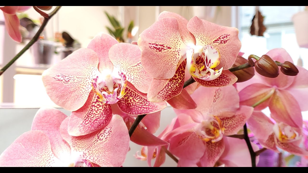 Орхидеи Пакуем посылку