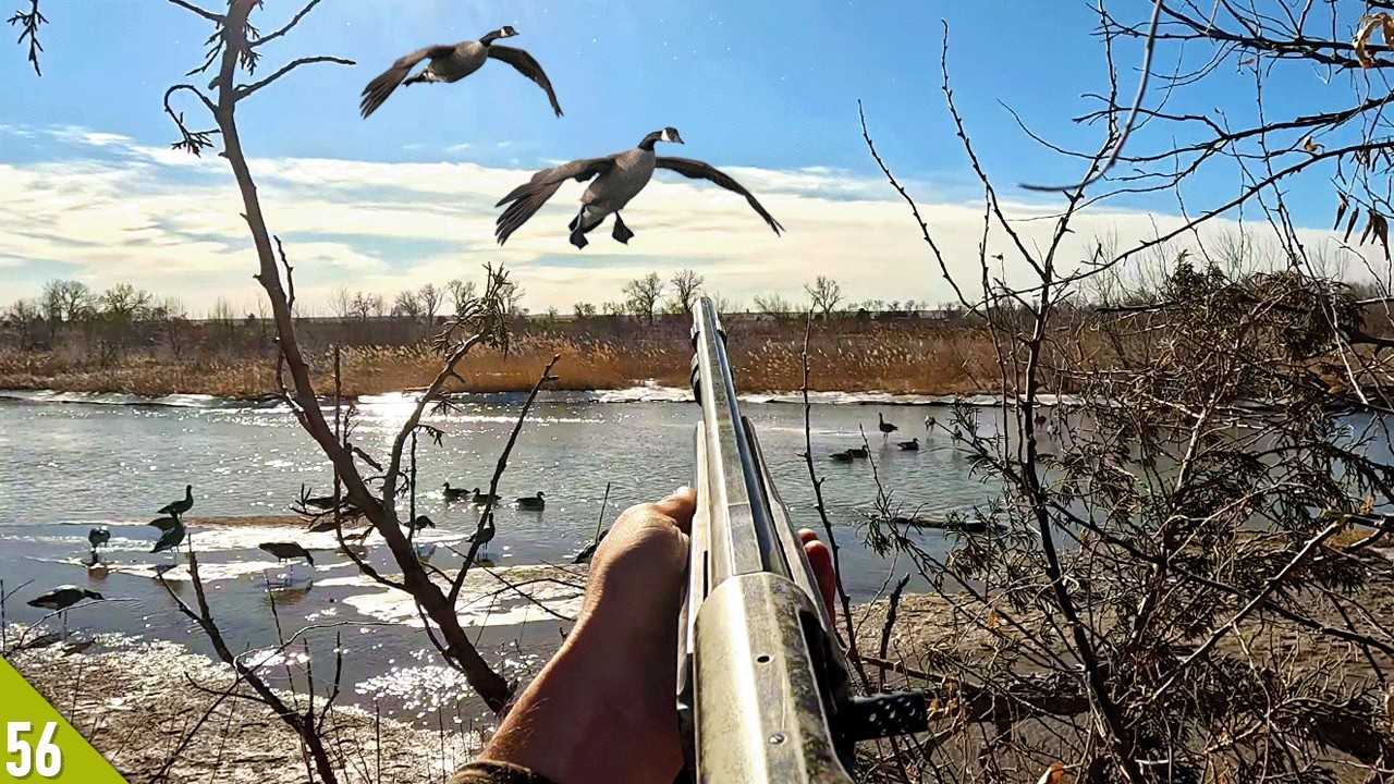 DECOYING Geese Over Shallow Water (Limited Out) | Late Season Goose Hunt