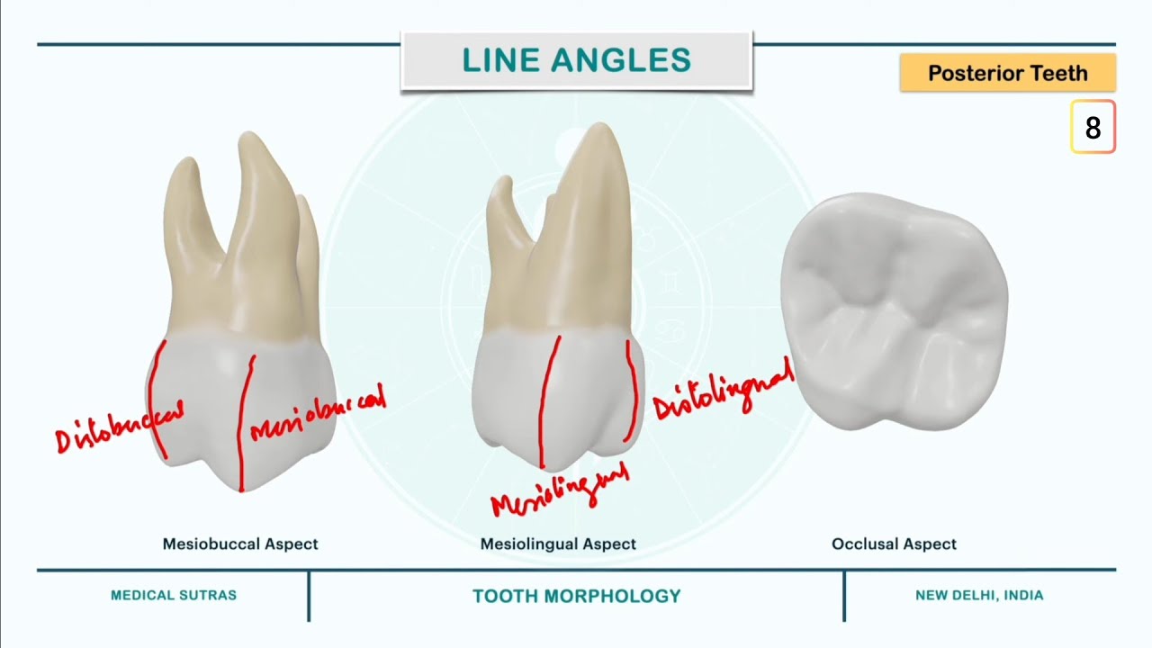 Morphology of Teeth: Parts, Division, Surfaces, Line Angles, Point Angles