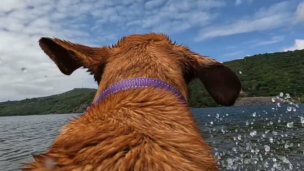 Trying out GoPro dog harness at a lake (llyn padarn) in Wales