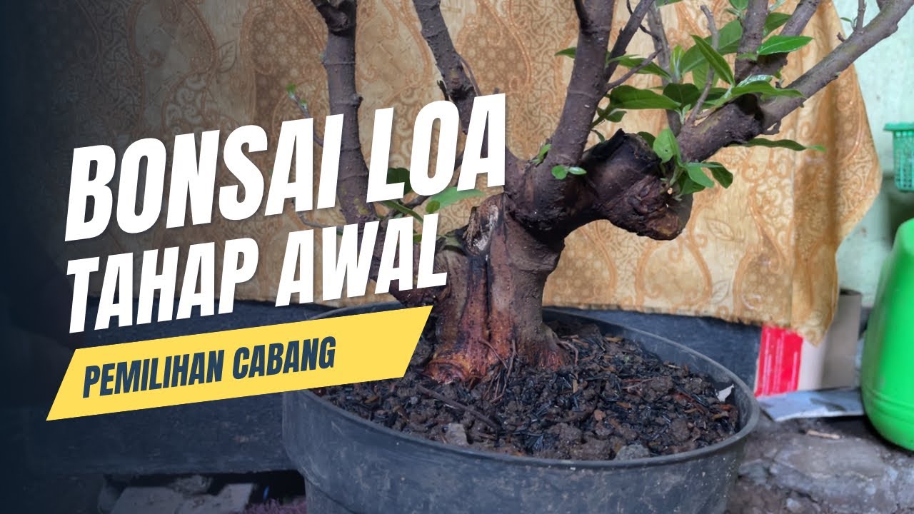 Cara membut percabangan baru pohon loa🌱
