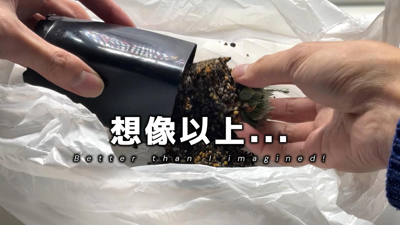 毎日水やりした株を、鉢から出したらすごかった。