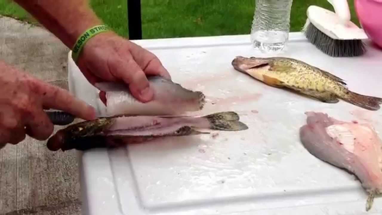 How to fillet a crappie with no bones fast and easy.