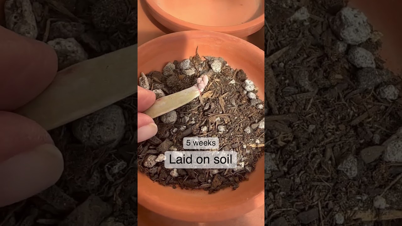 Succulent Tips | Which succulent leaf propagation method works best?