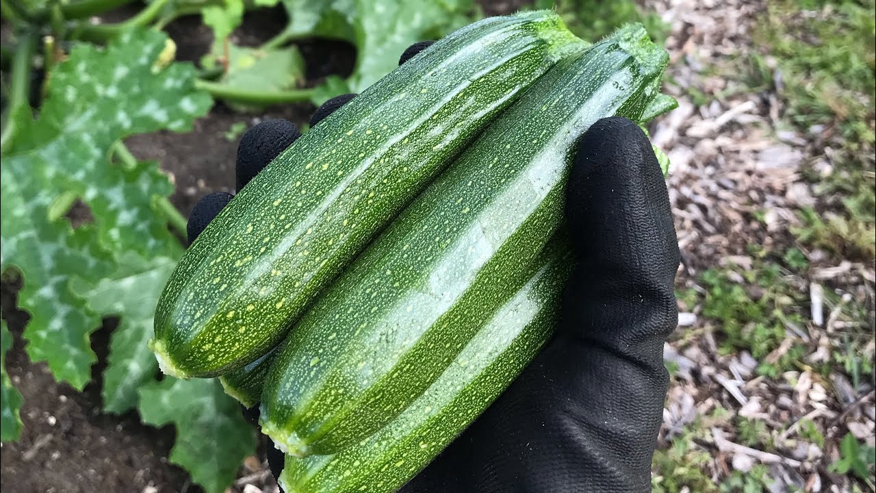 HØST OG SALG AF ‘BABY ZUCCHINI’ - DET KAN GODT BETALE SIG