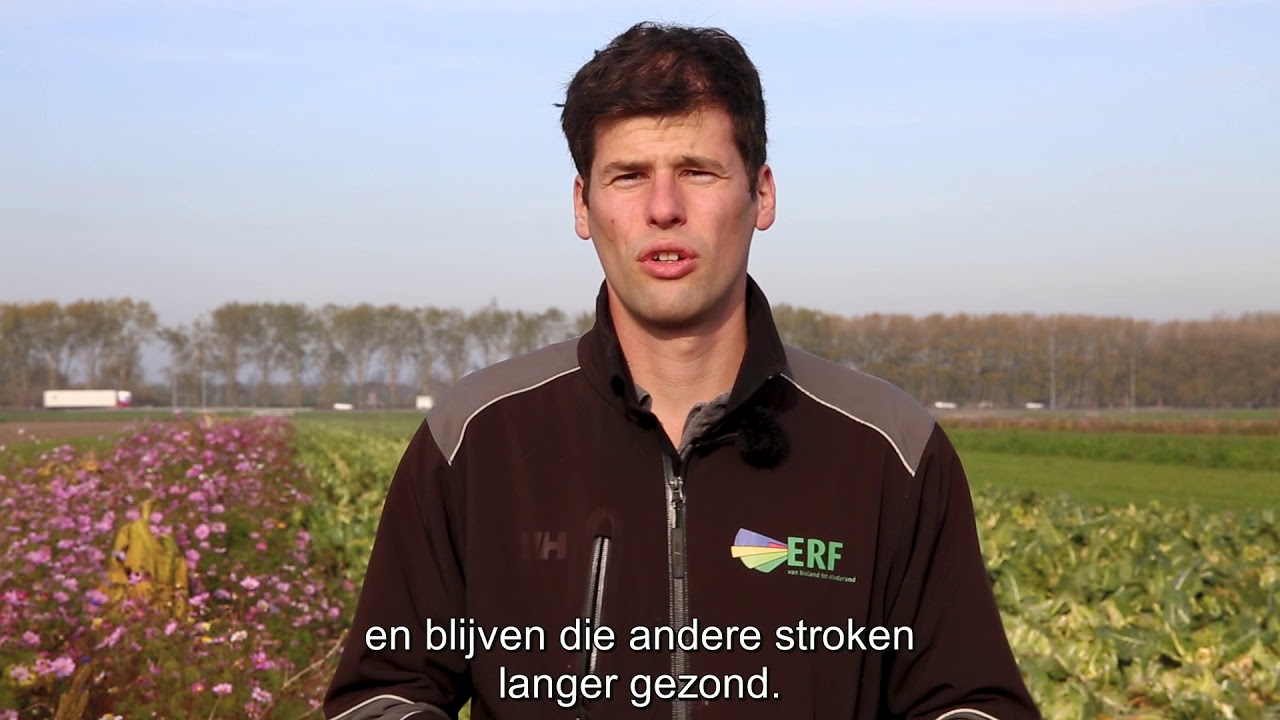 Strokenteelt in de proeftuin (KennisOnline in Beeld 2018)
