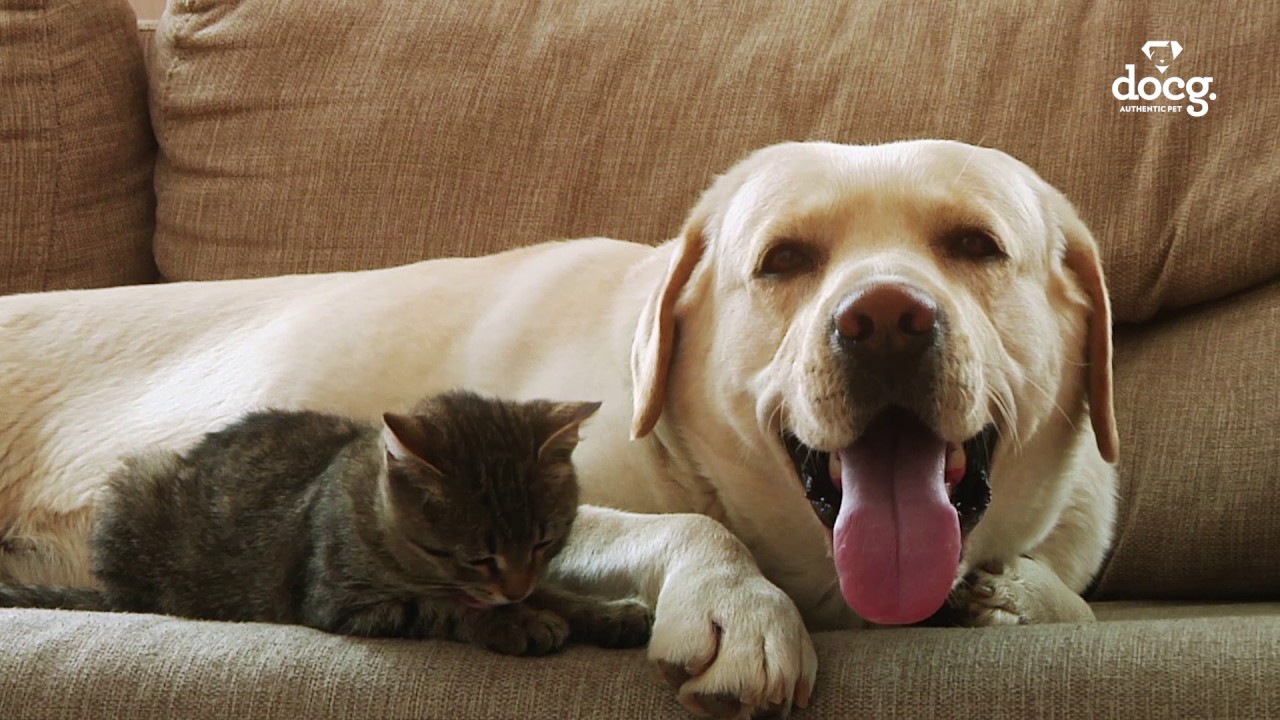 docg. para pets aut&ecirc;nticos