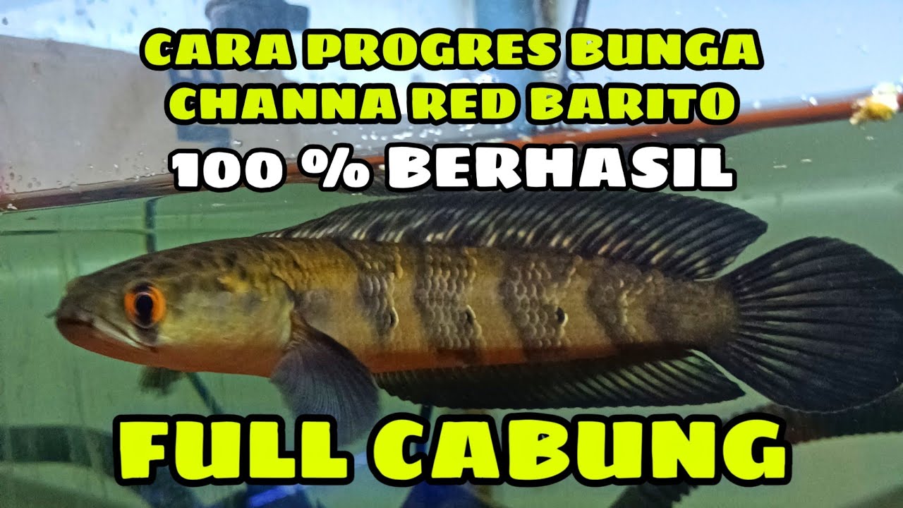 BUNGA TUMBUH SETIAP BAR Cara ampuh progres bunga channa red barito