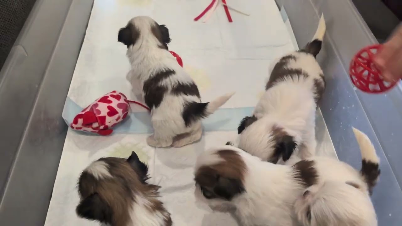 3-Week-Old imperial Shi tzu playtime