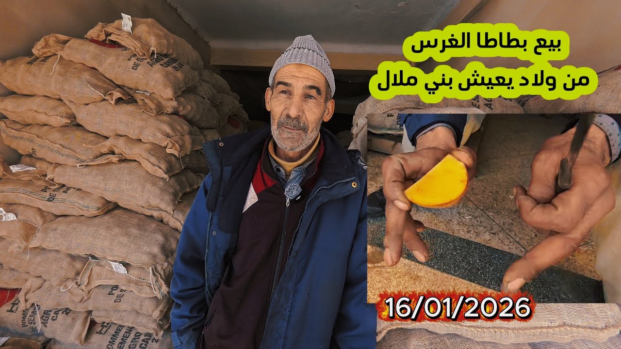 طريقة غرس البطاطا والبيع من ولاد يعيش. بني ملال 16/01/2026#اكسبلور 
