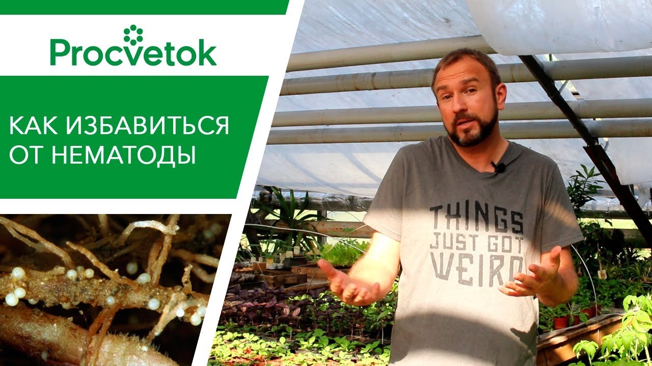 Вредители растений. Нематода - серьезная угроза вашему урожаю. 3 способа избавиться от нематоды.