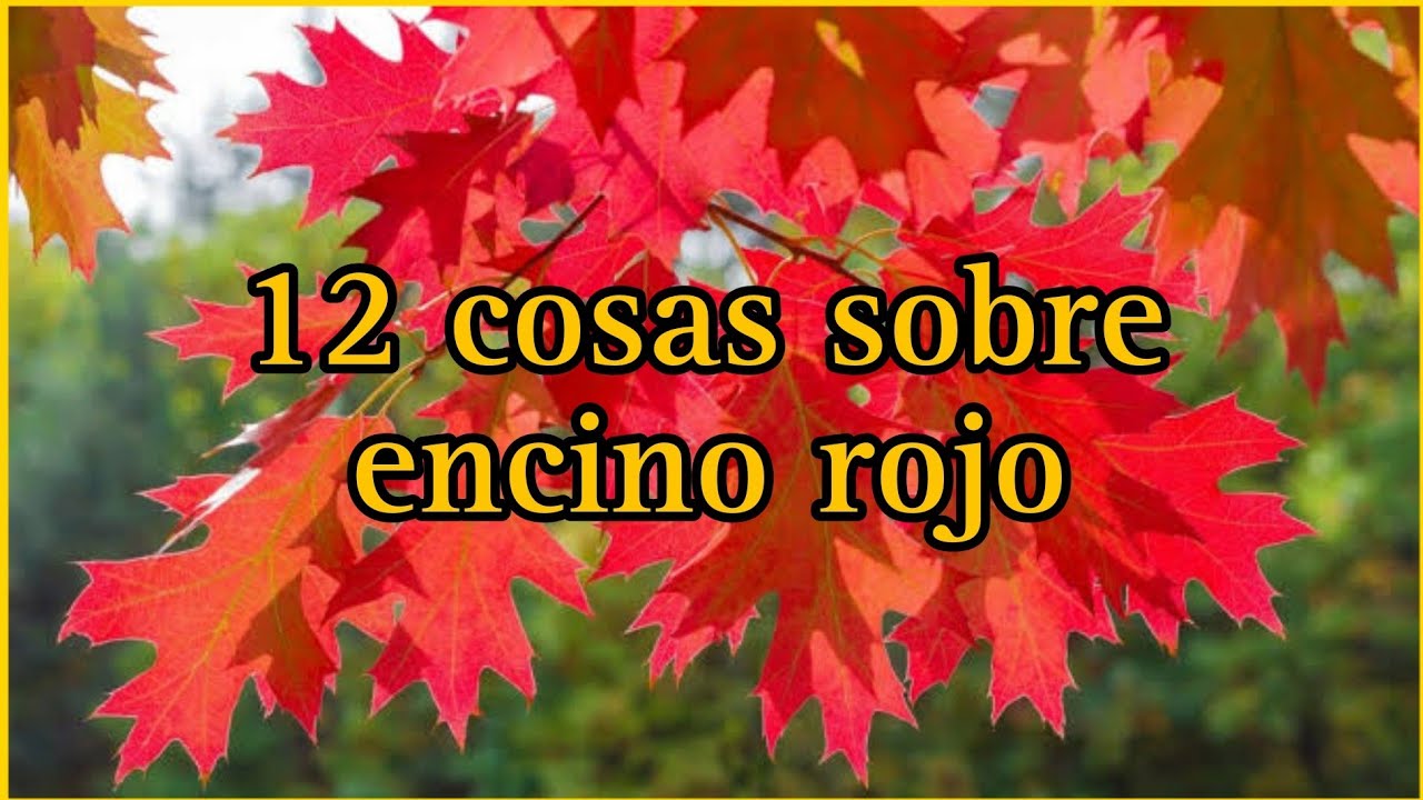 12 cosas que no sabias sobre Quercus rubra / Encino Rojo Americano.